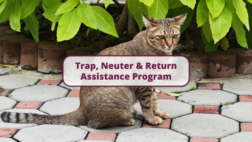 Trap, Neuter and Return Assistance Program