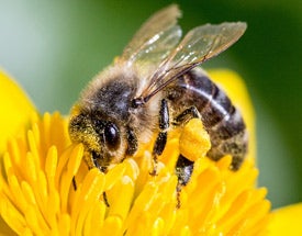 Bee on a flower Bee on a flower