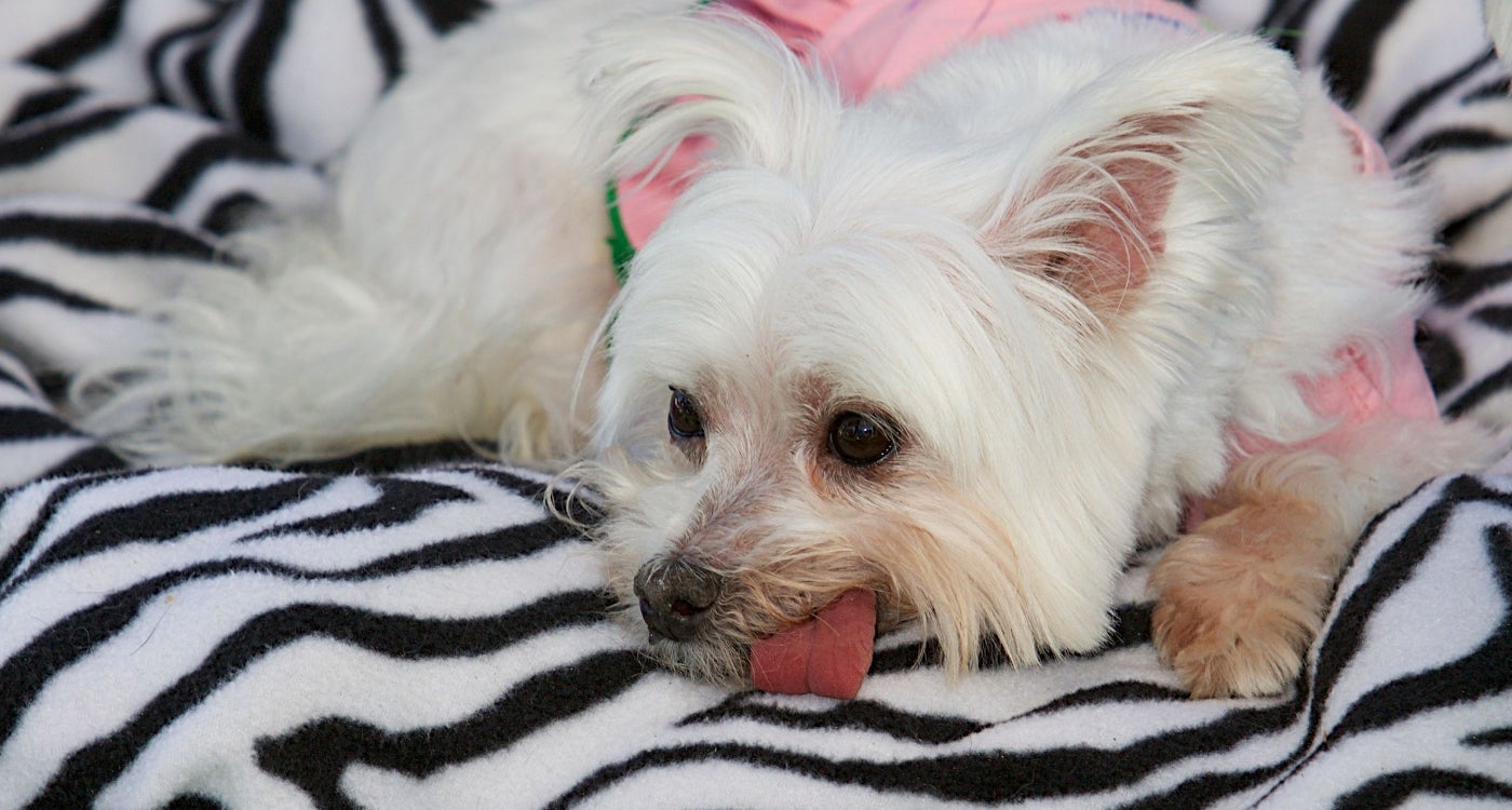 woofstock