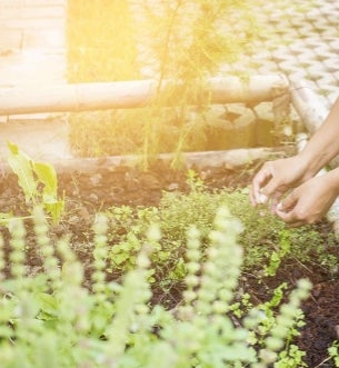 Your Desert Garden Your Desert Garden