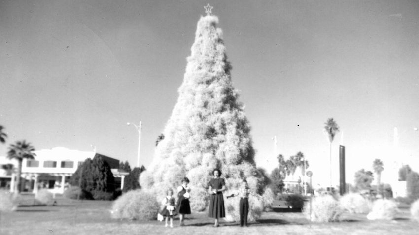 Tumbleweed Tree 1957
