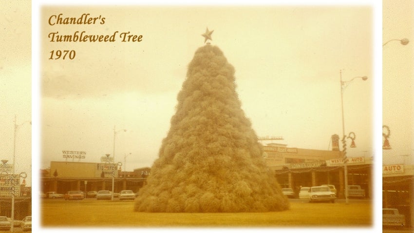 Tumbleweed Tree 1970