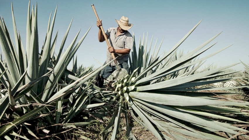 Aliento a Tequila Aliento a Tequila