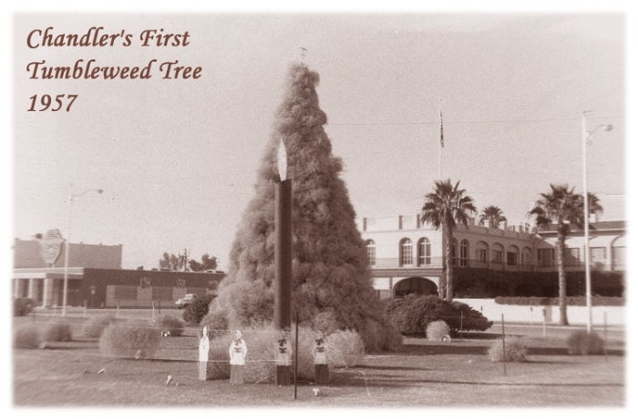 Chandler's First Tumbleweed Tree 1957