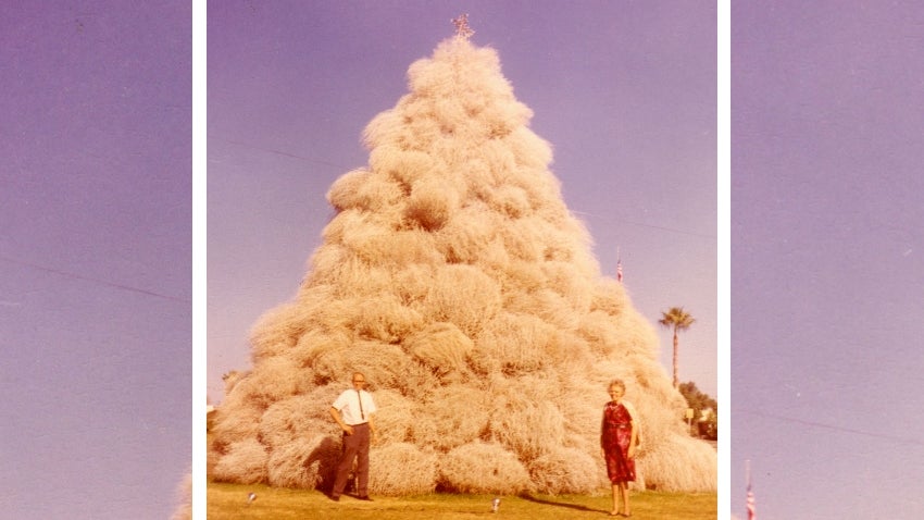 Tumbleweed Tree 