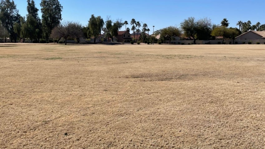 Community common area with blonde grass; having skipped overseeding