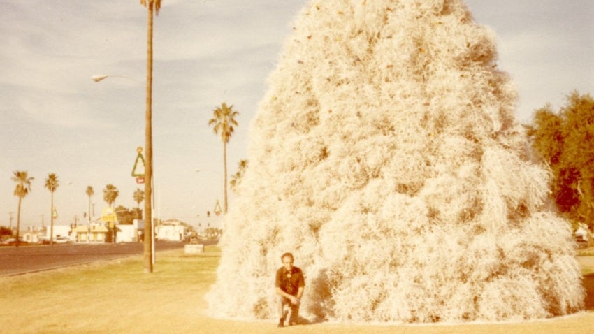 Tumbleweed Tree: A Chandler Tradition