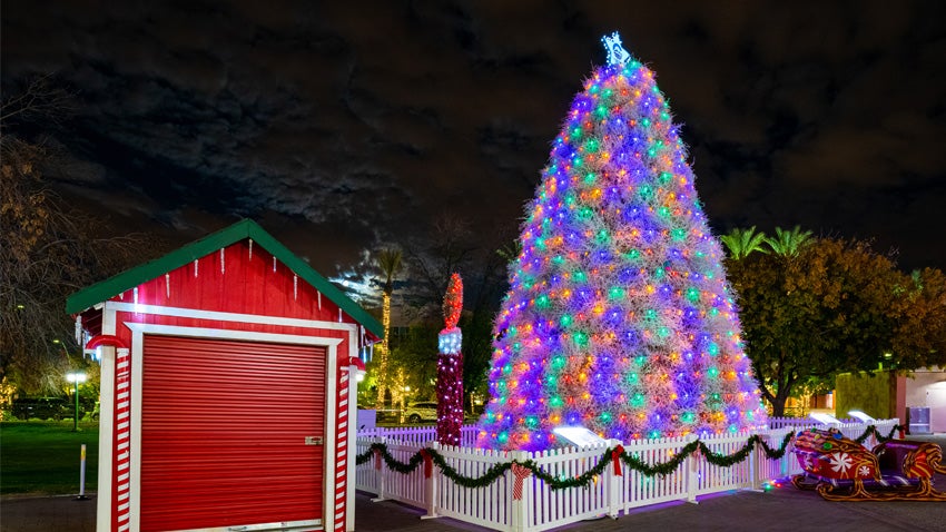 Tumbleweed Tree