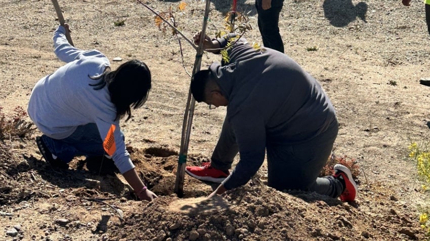 Planting a Tree