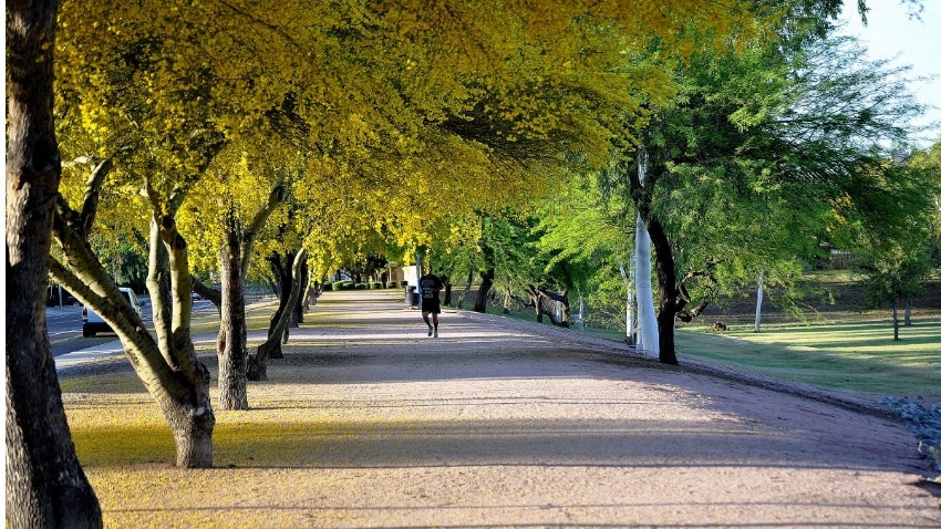 Tree-lined path at Thude Park