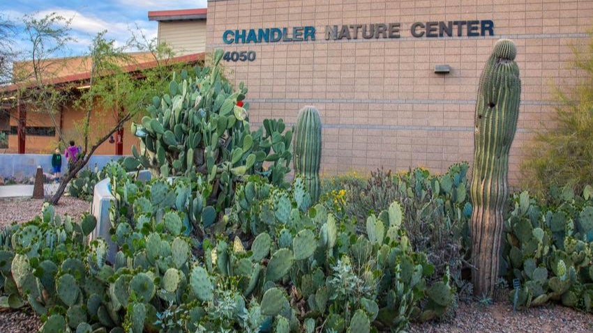 Chandler Nature Center with cactus
