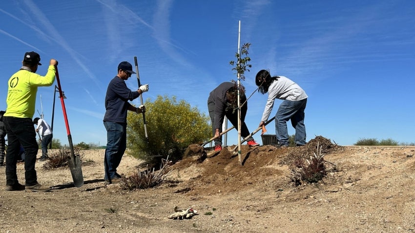 Tree Planting