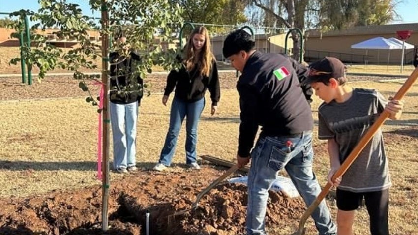 Group of students planting a tree on the playground Group of students planting a tree on the playground