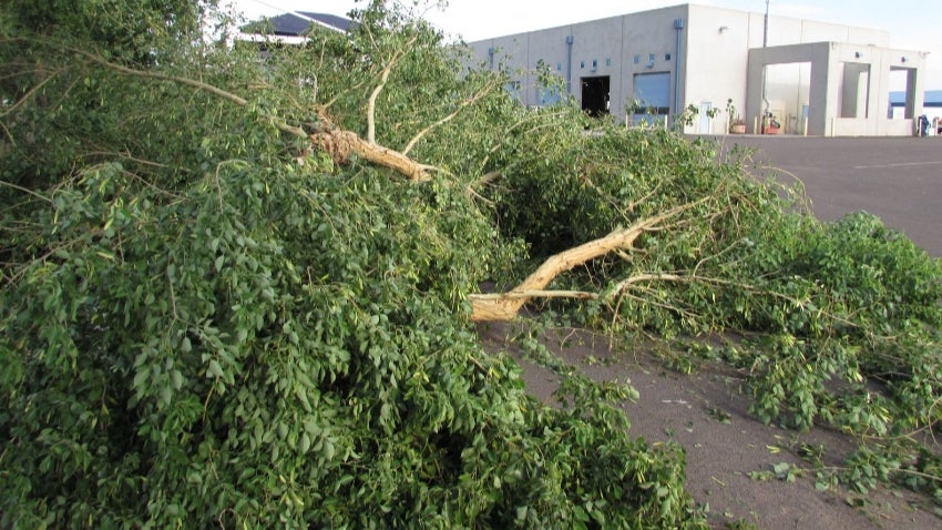Tree damaged by the monsoom storm Tree damaged by the mosoon storm
