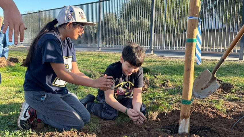 students planting a tree students planting a tree