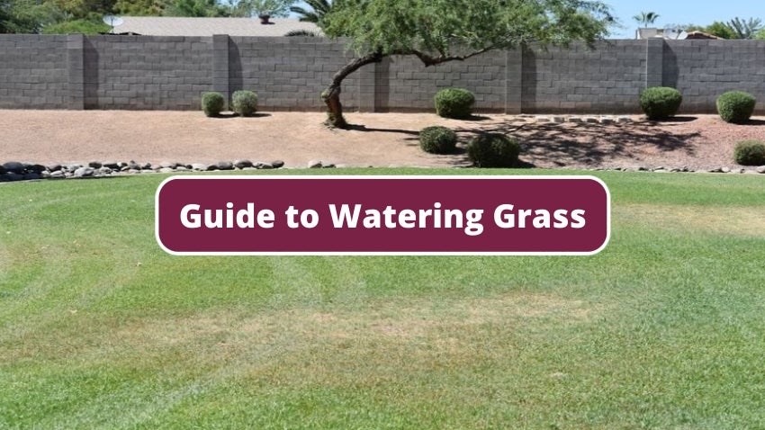 Guide to Watering Grass