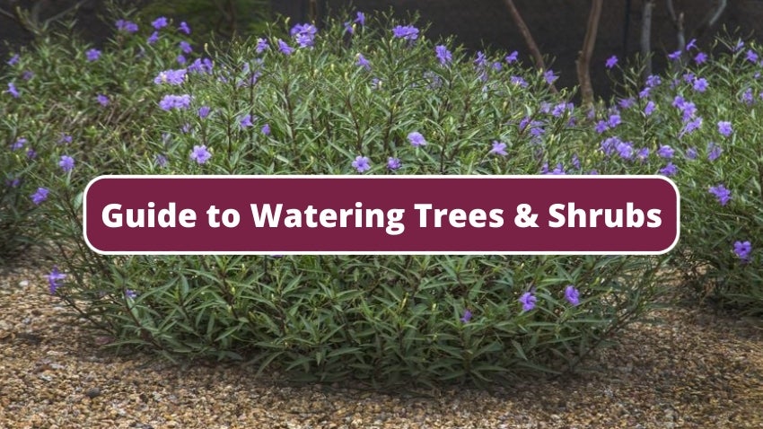 Guide to Watering Trees and Shrubs
