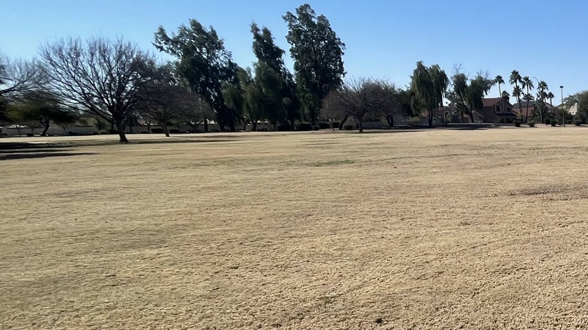Skip overseeding for a low maintenance lawn