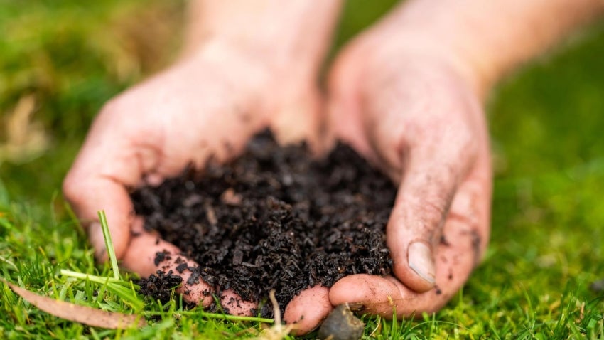 Composting for Beginners: Worm Composting
