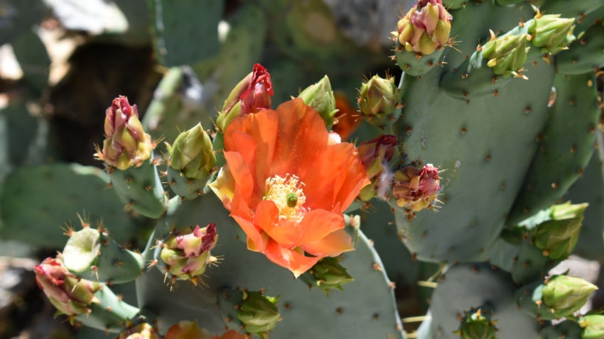 cactus flower
