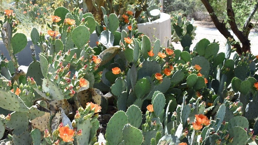 Cactus blooms at Chandler Nature Center