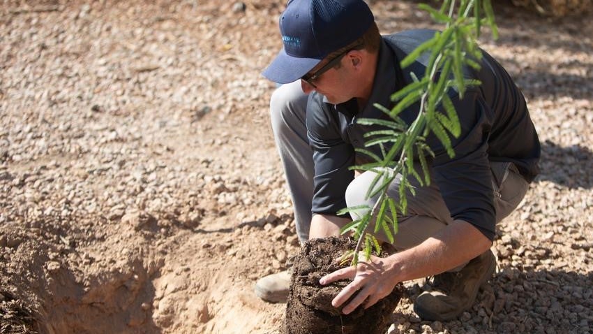 Tree planting