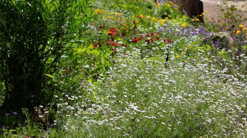 Bloom in Color Year-Round