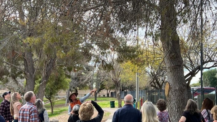 Cut With Confidence: Pruning Trees and Shrubs