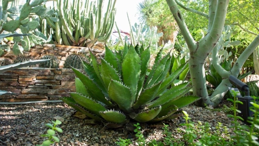 Landscapes That Can Take the Heat