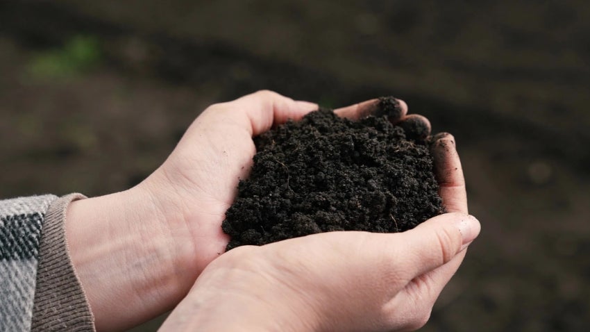 Turn Scraps Into Soil: Worm Composting Basics