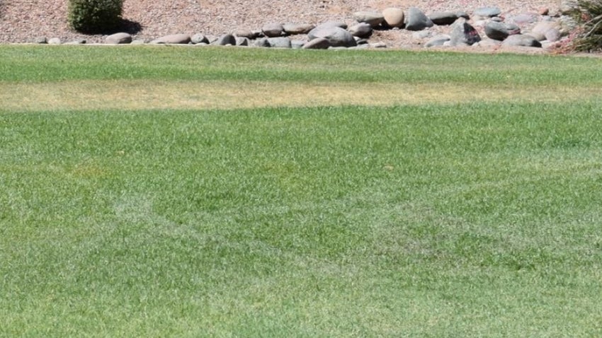 Lawn Care: Well manicured lawn