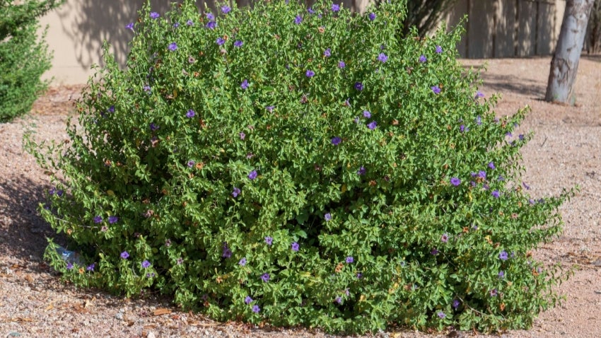 Pruning: Bush that needs to be pruned