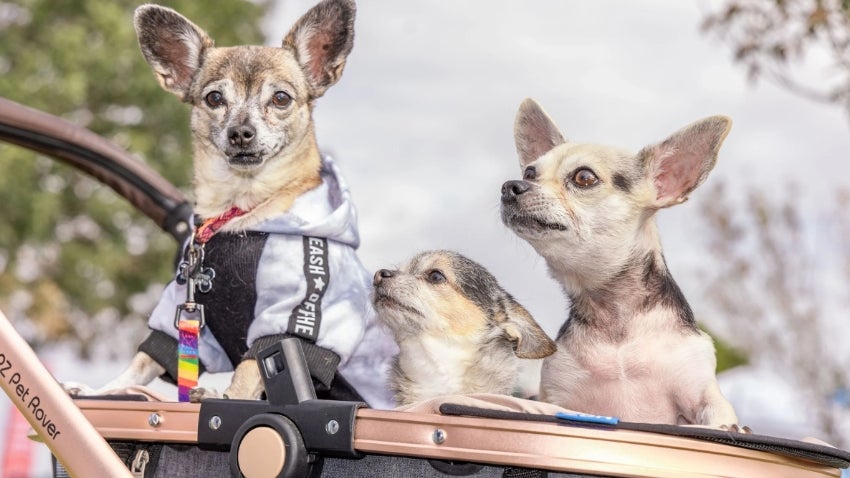 Three little dogs in a stroller