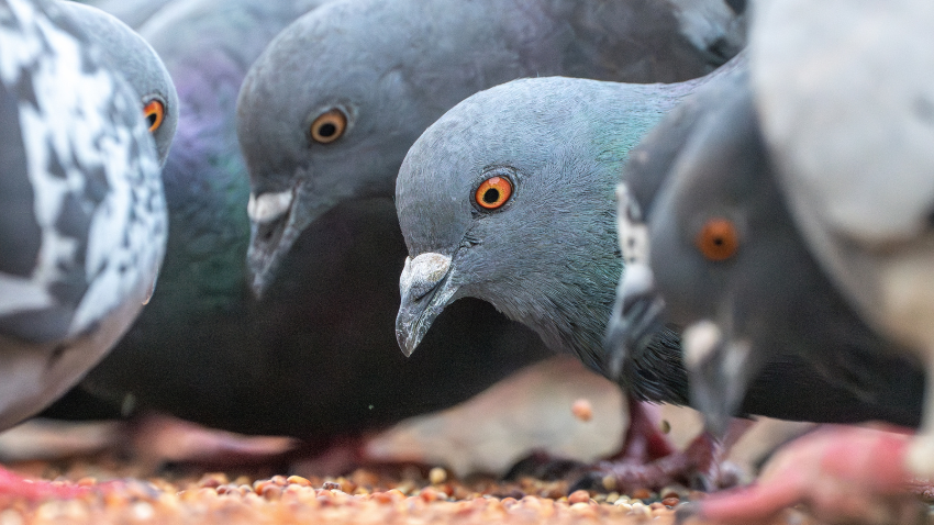 Pigeons