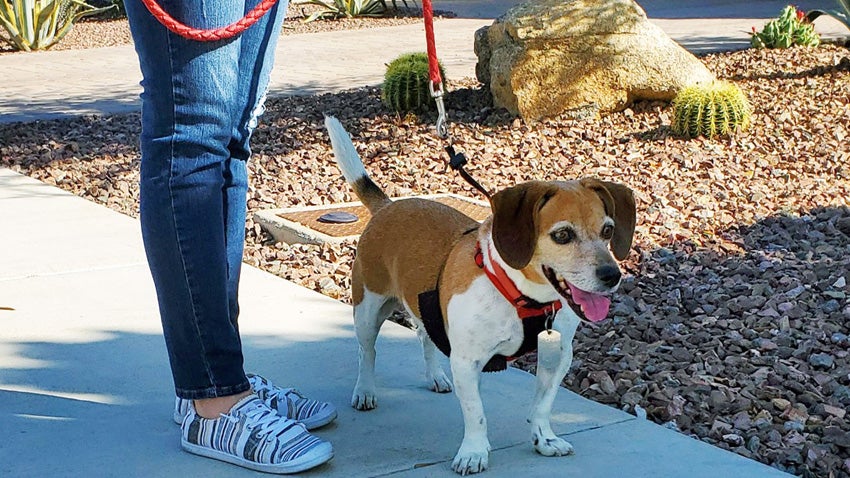 Responsible pet owner walking a dog on a leash