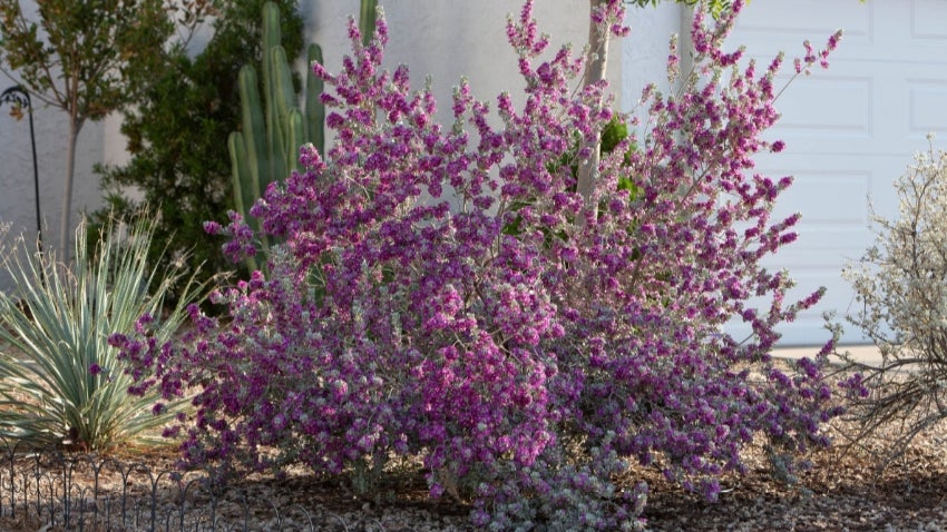Purple Native Plant