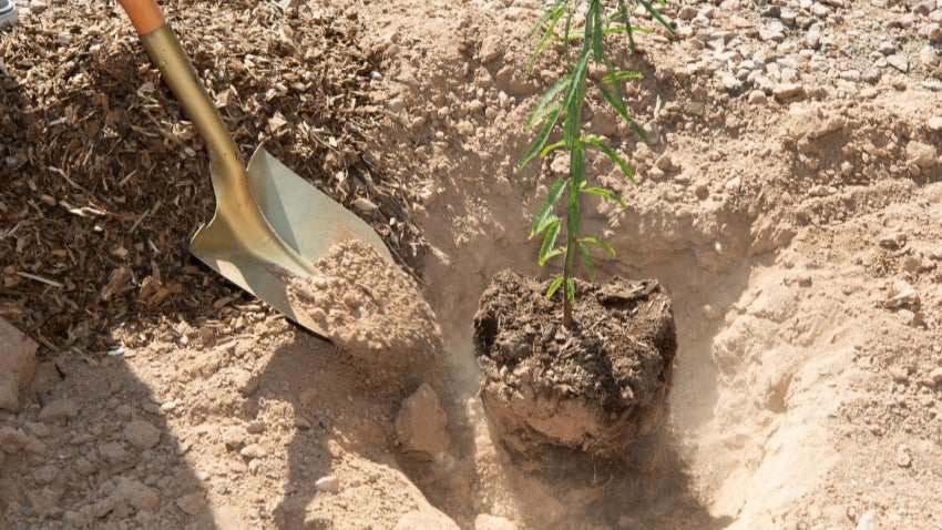 shovel with dirt filling in a tree to plant