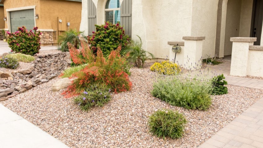 Xeriscape Yard