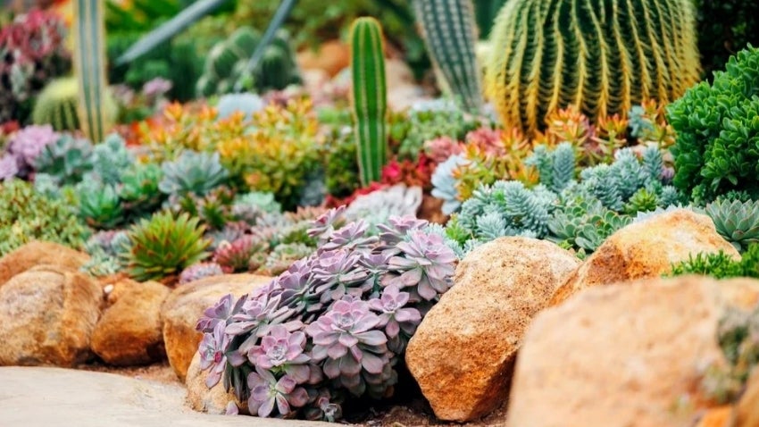 Desert garden