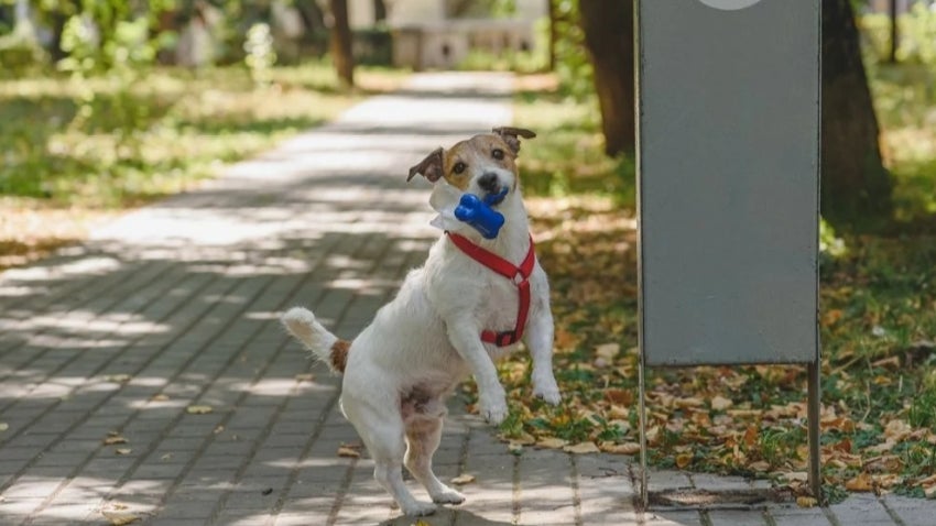 Dog with pet waste bags