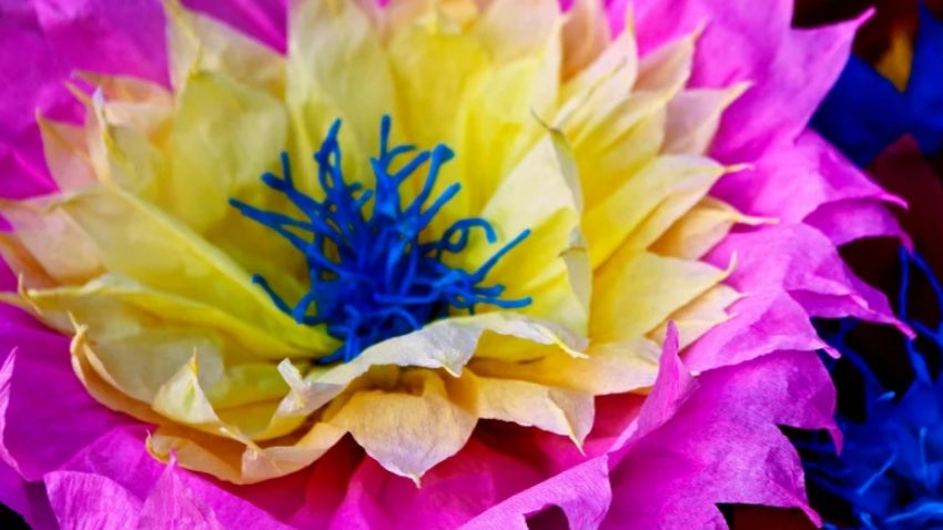Flores de México