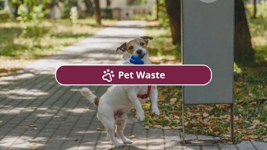 Pet Waste