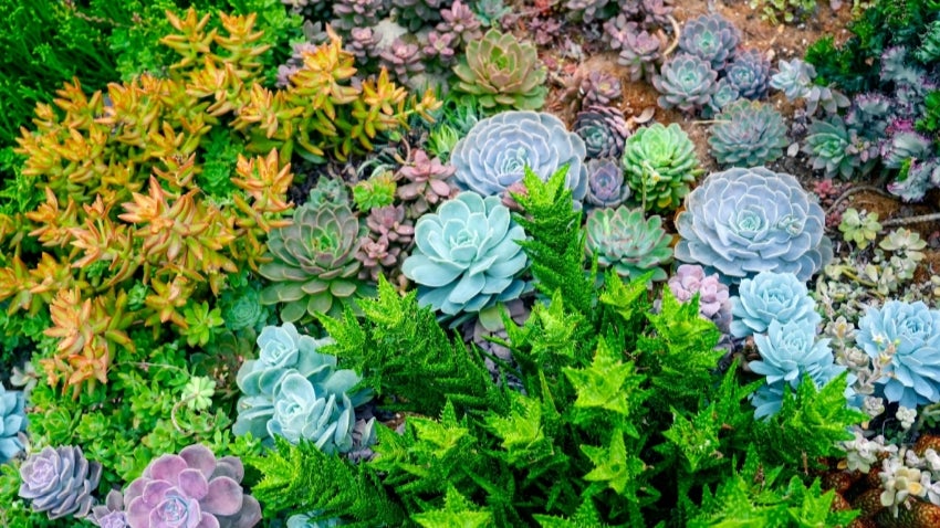 succulent plant garden