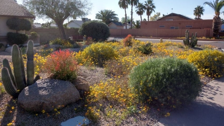 Xeriscape yard