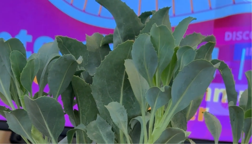 green native arizona plant