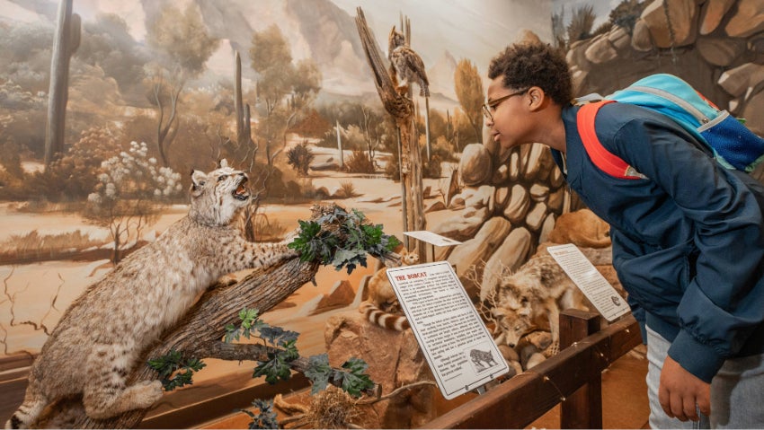 kid looking at a bobcat exhibit at the Chandler Nature Center