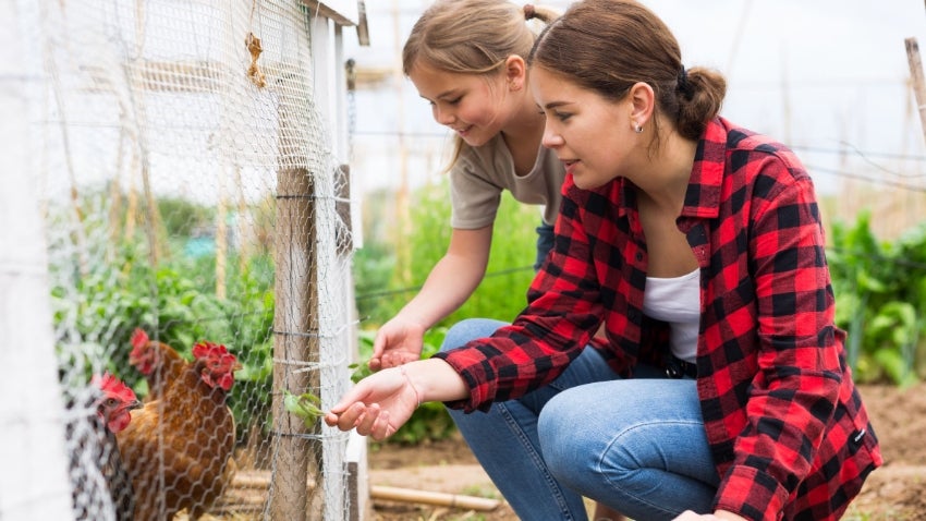 Backyard Chickens