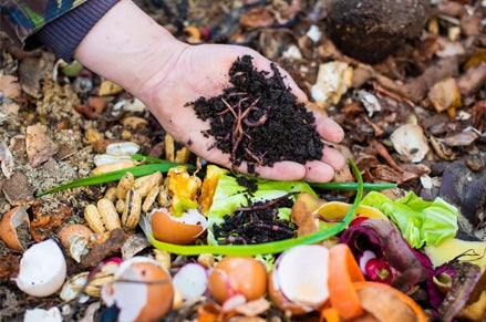 Backyard Composting