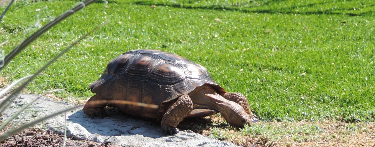 Turtle Turtle