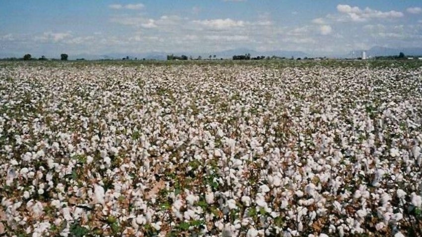 Our Stories: King Cotton